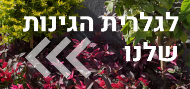 לגלריית התמונות שלנו